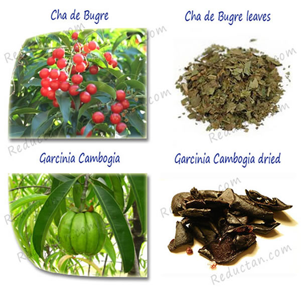 Cha de Bugre and Garcinia Cambogia
